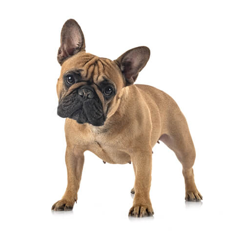 Purina bulldog 2025
